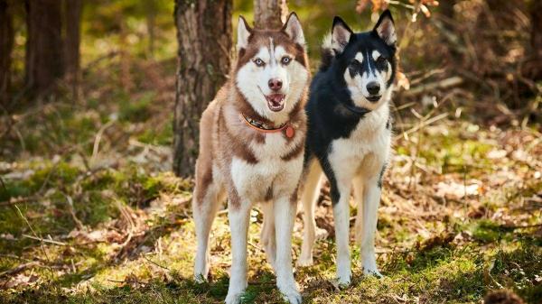 Cores de husky siberiano: não são só branco e preto - Cores de husky siberiano segundo o padrão oficial