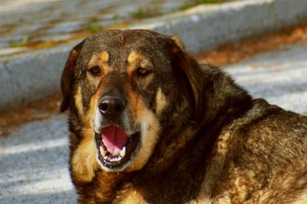 Meu cachorro faz coisas estranhas com a boca - Causas - Doença periodontal em cães