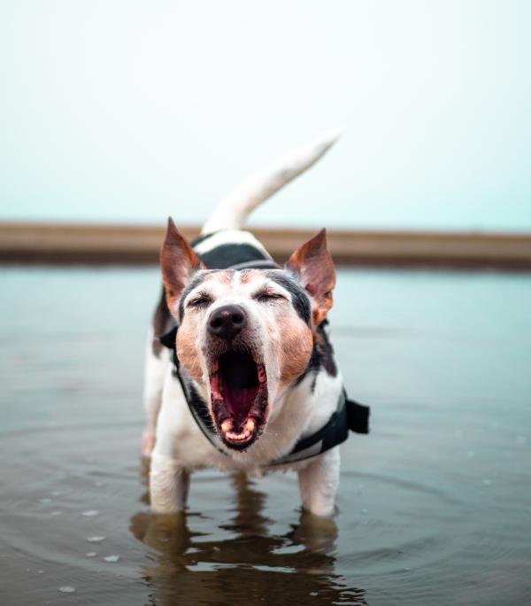 Meu cachorro faz coisas estranhas com a boca - Causas - Estresse