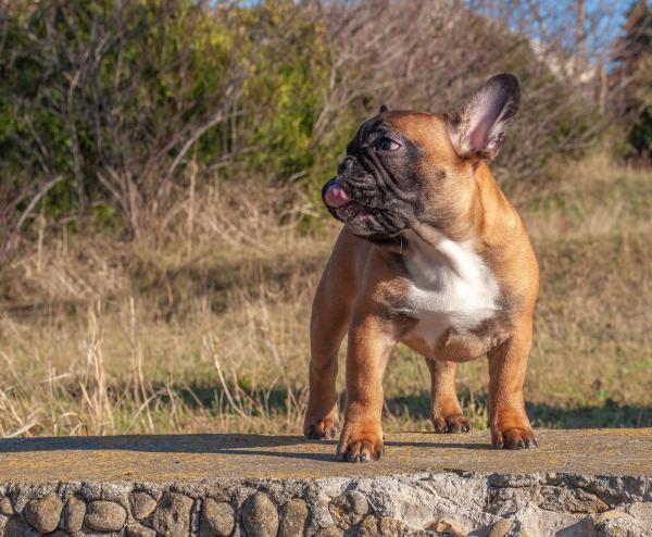 Meu cachorro faz coisas estranhas com a boca - Causas - Maloclusão