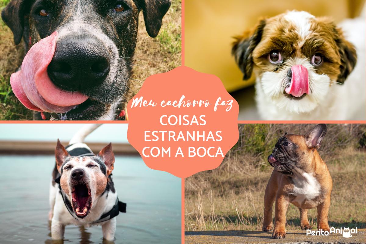 Meu cachorro faz coisas estranhas com a boca - Causas