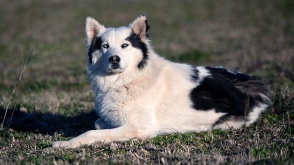 Cores de husky siberiano: não são só branco e preto - Padrões que fazem husky siberianos únicos