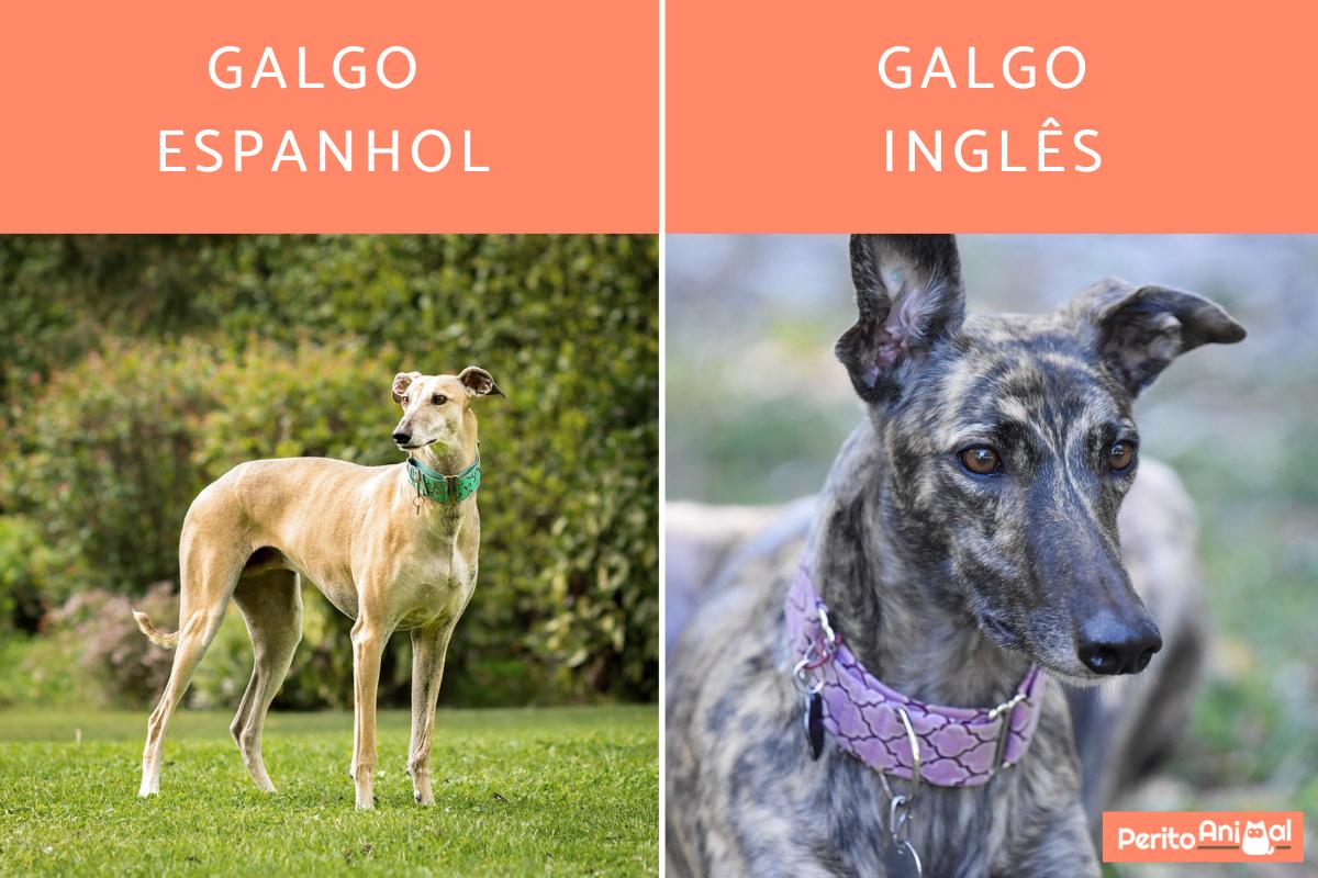 Diferenças entre galgo inglês e galgo espanhol