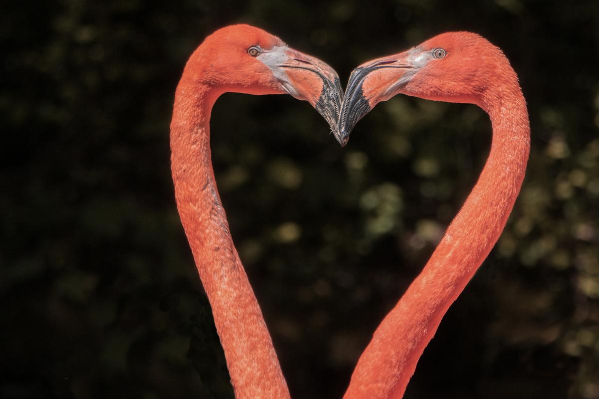 Os 10 animais mais fiéis ao seu parceiro