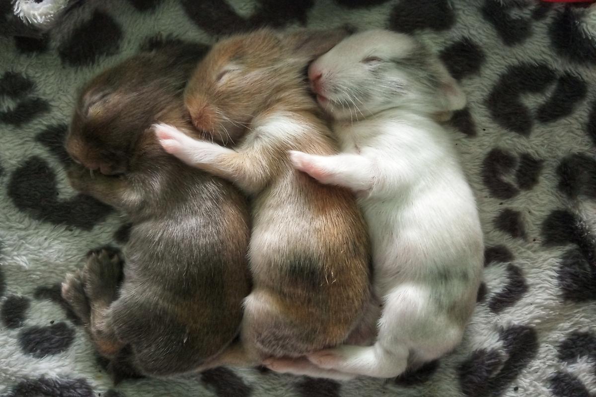 Quantos filhotes um coelho pode ter?