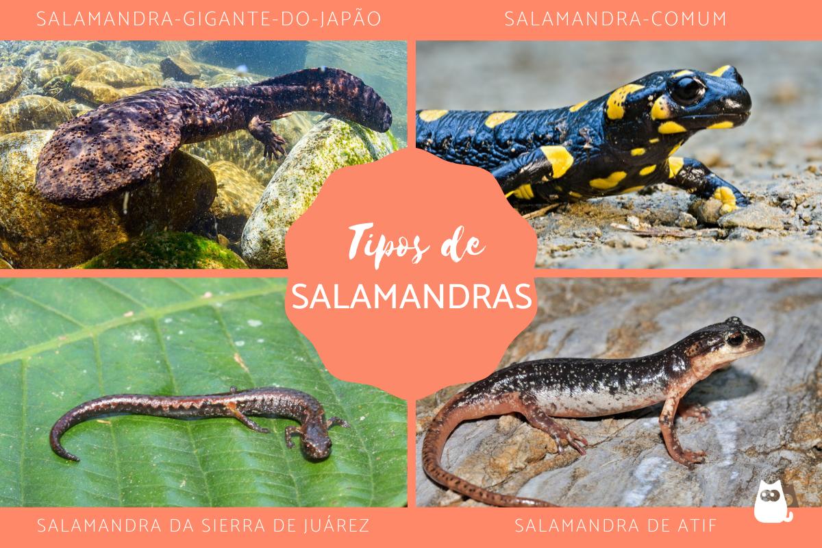 Tipos de salamandras