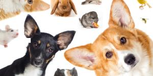 49 animais domésticos: definição e espécies
