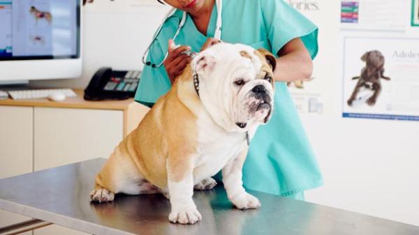 Calendário de vacinas para cachorros - Mais informações que deve saber sobre as vacinas para cachorros