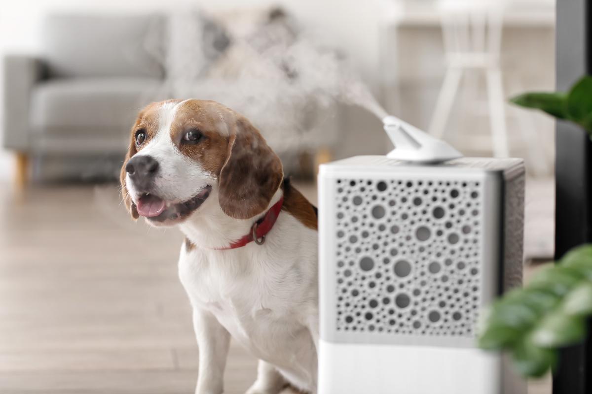 Nebulização em cachorro - Como e quando fazer?
