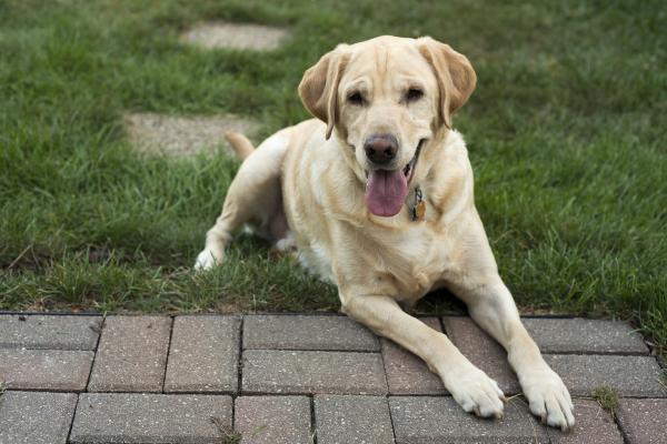 Calendário de vacinas para cachorros - Qual é o calendário de vacinas para cachorros