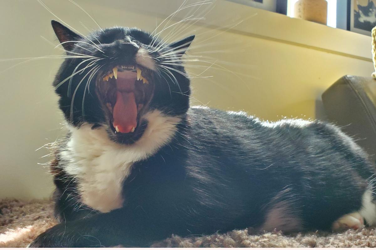 Gato com respiração abdominal: causas e o que fazer