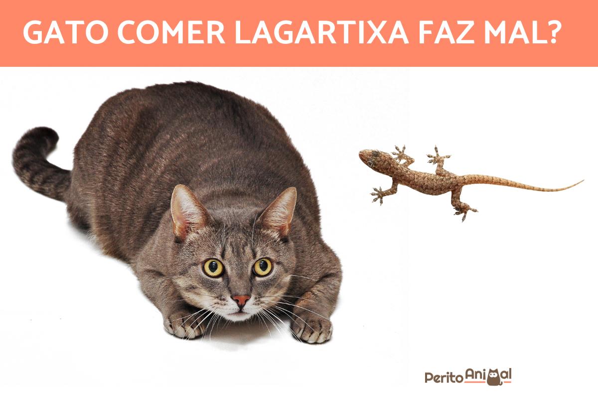 Gato comer lagartixa faz mal? O que acontece?