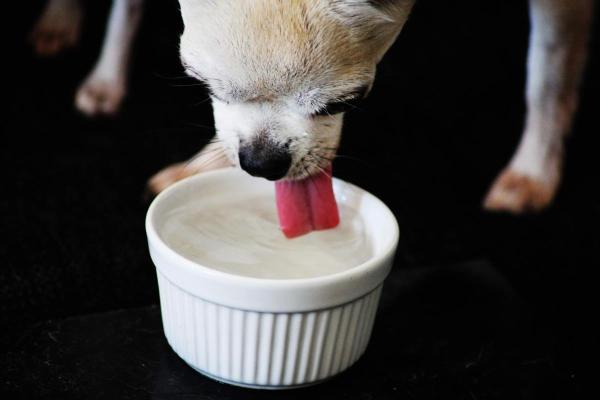 Meu cachorro bebe muita água à noite: causas e o que fazer - Dieta