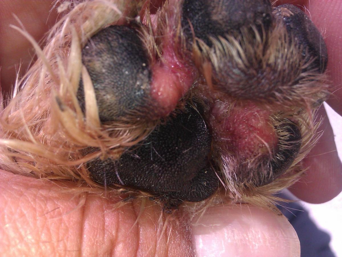 Fungos nas almofadas das patas do cachorro - Causas