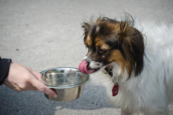 Meu cachorro bebe muita água à noite: causas e o que fazer - Infecção urinária