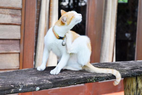 Remédios caseiros para curar a sarna em gatos