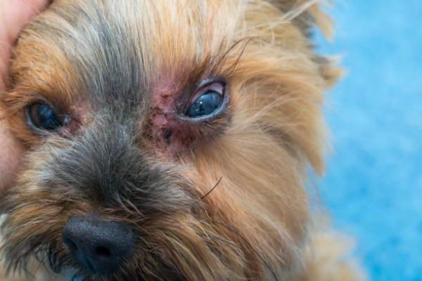 Manchas pretas na barriga do cachorro - 2. Infecções