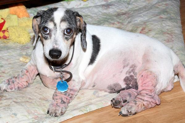 Manchas pretas na barriga do cachorro - 3. Hipersensibilidade ou alergia