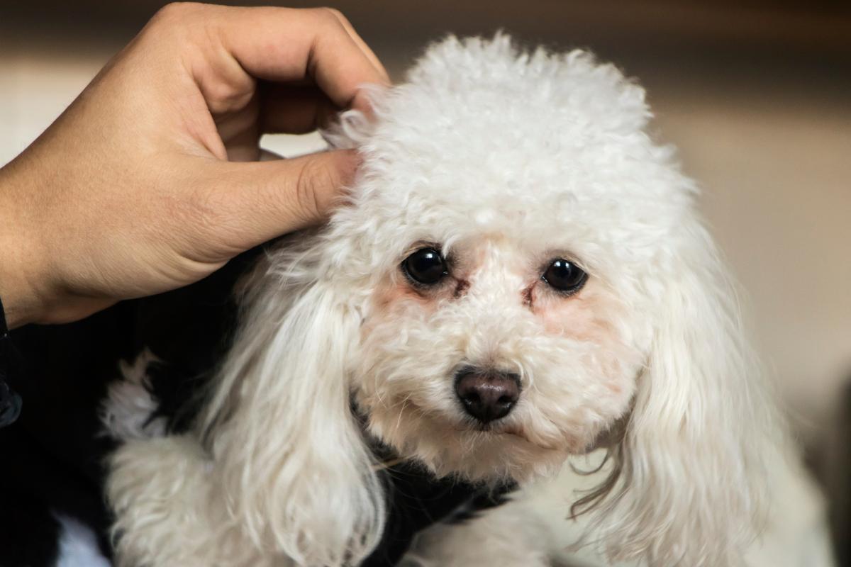 Lágrima ácida em cachorro - Causas e o que fazer