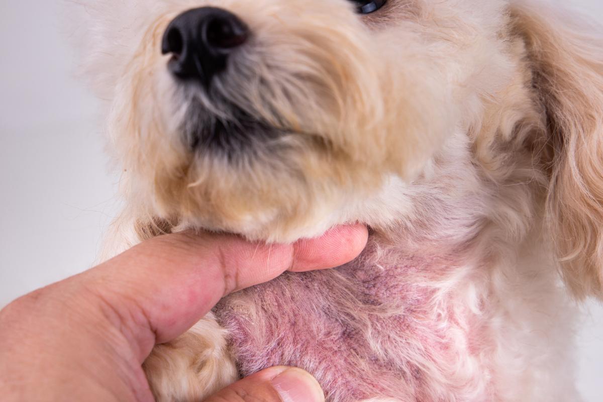 Manchas pretas na barriga do cachorro