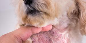 Manchas pretas na barriga do cachorro