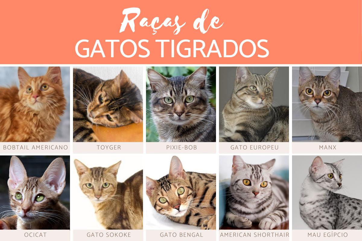 Raças de gatos tigrados