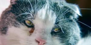 Resfriado pode matar um gato?