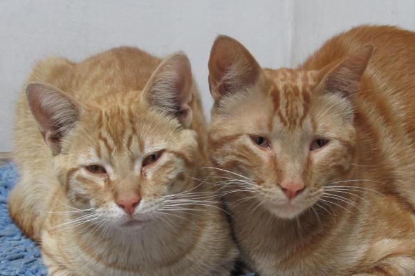 Resfriado pode matar um gato? - Riscos e complicações de resfriados em gatos