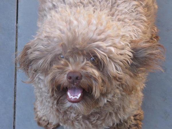 Não posso cuidar do meu cachorro, onde deixá-lo para adoção? - Onde deixar um cachorro para adoção?