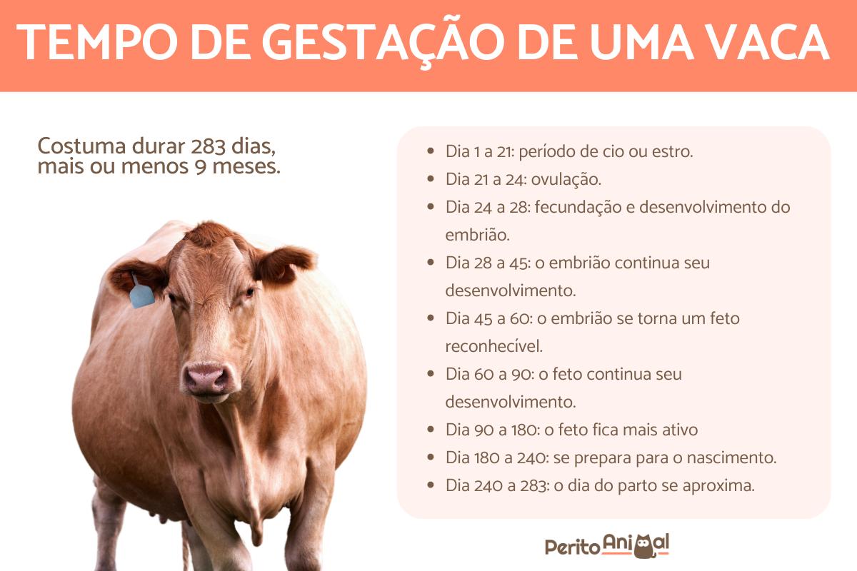 Qual é o tempo de gestação das vacas?