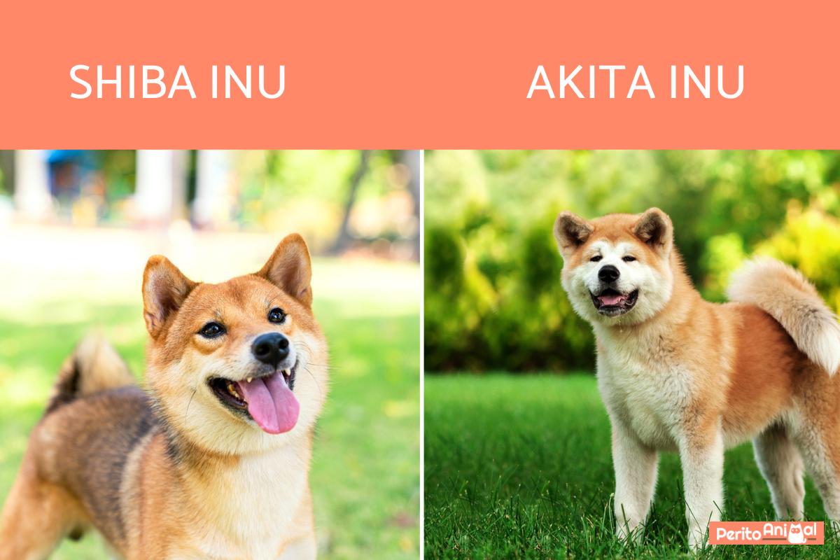 Diferenças entre o akita inu e o shiba inu