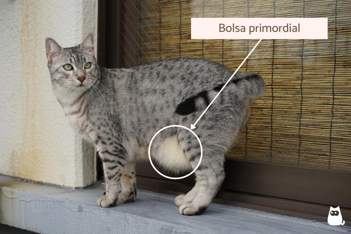 Bolsa primordial em gatos - O que é e para que serve
