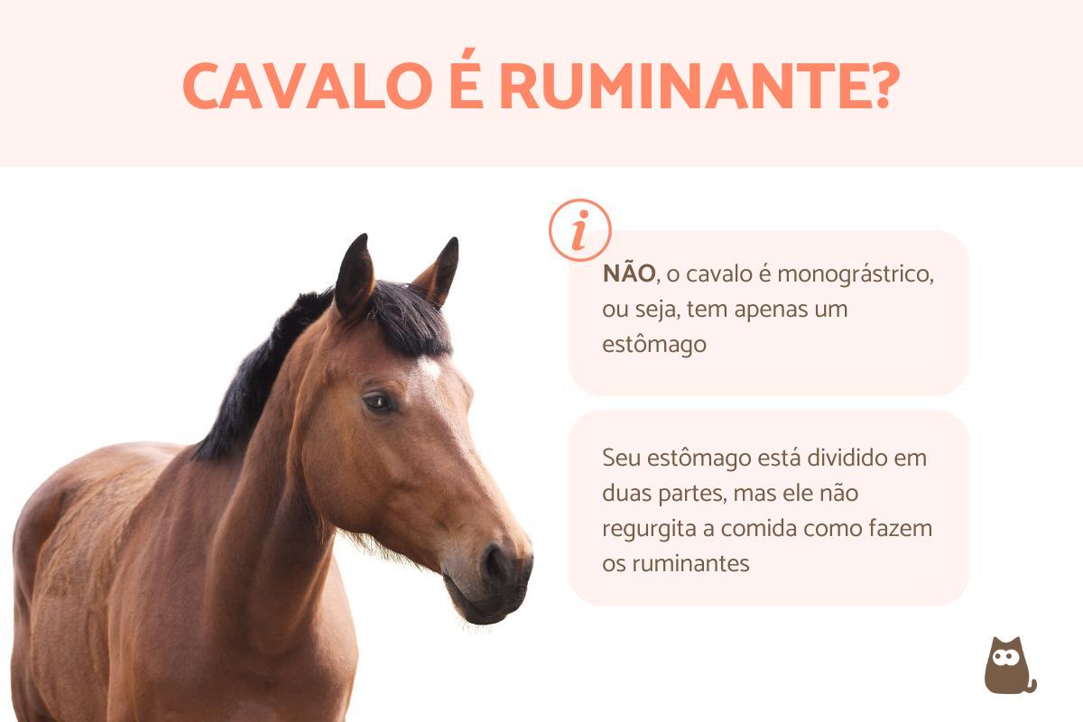 Cavalo é ruminante?