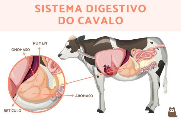Cavalo é ruminante? - Por que o cavalo não é um ruminante?