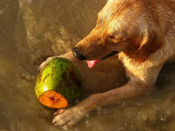Pode dar água de coco para cachorro?