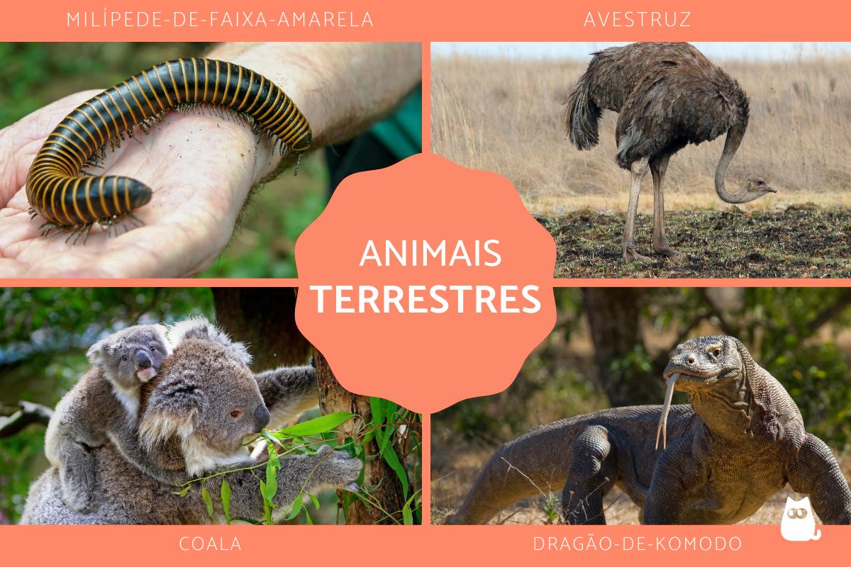 Animais terrestres - Tipos, características e exemplos
