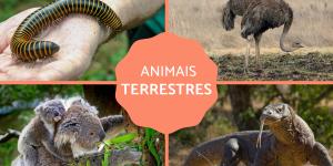 Animais terrestres - Tipos, características e exemplos
