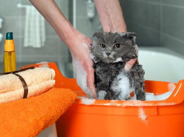Remédio caseiro para caspa de gato - Bons hábitos higiênicos para tratar e prevenir a caspa em gatos