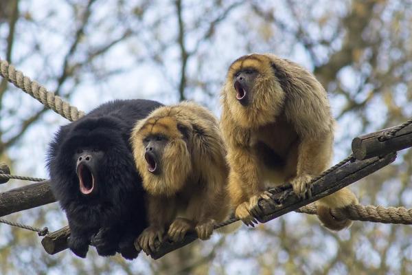 Macacos bugios: tipos e características