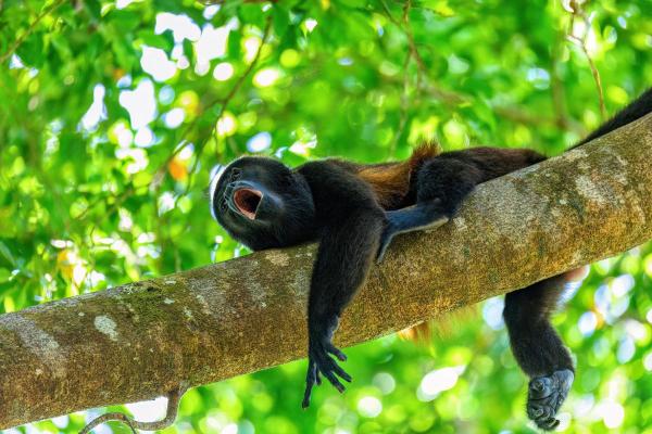 Macacos bugios: tipos e características