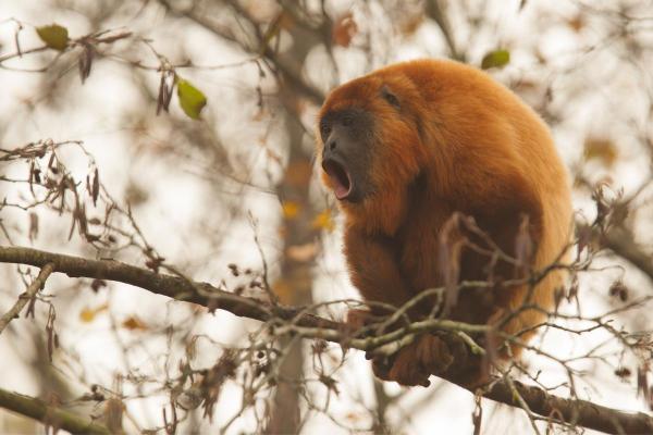 Macacos bugios: tipos e características