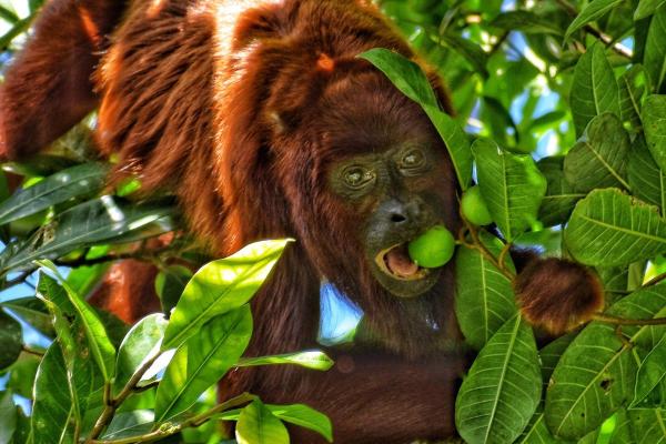 Macacos bugios: tipos e características