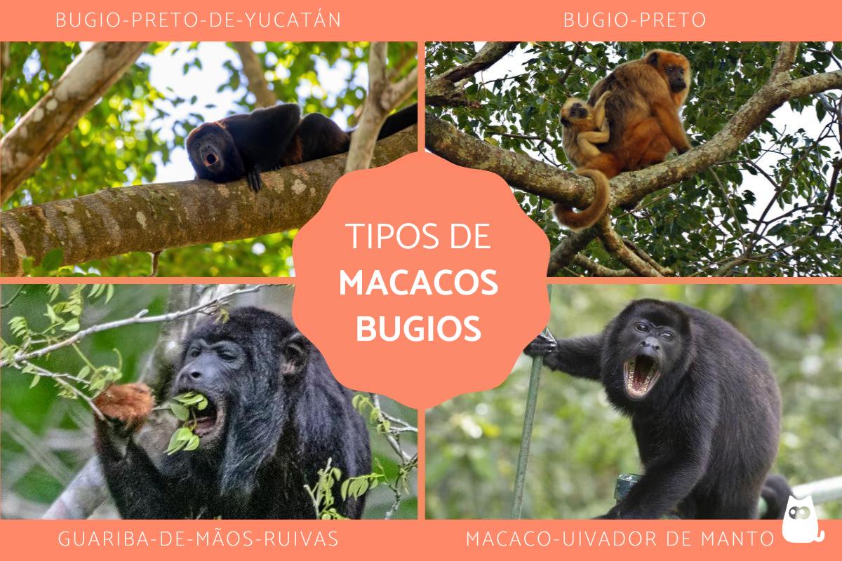 Macacos bugios: tipos e características