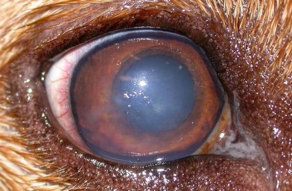Ceratite em cães - Tipos, causas e tratamento - Ceratite intersticial em cães