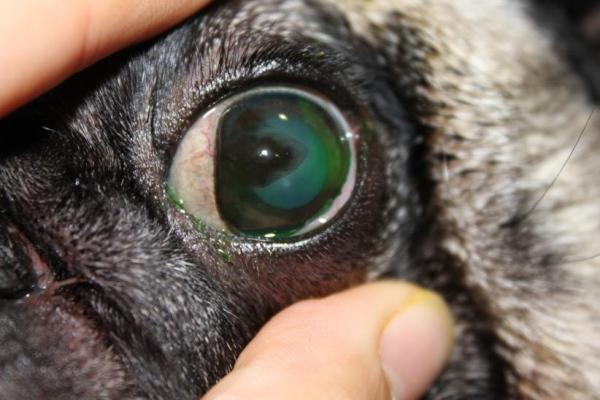 Ceratite em cães - Tipos, causas e tratamento - Ceratite vascular e pigmentar em cães