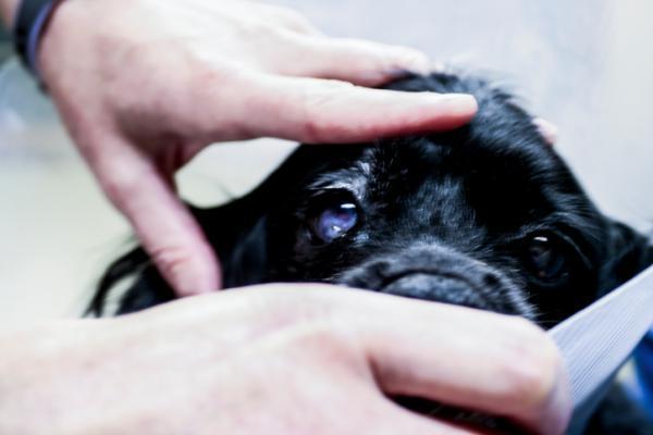 Ceratite em cães - Tipos, causas e tratamento - Ceratoconjuntivite seca em cães