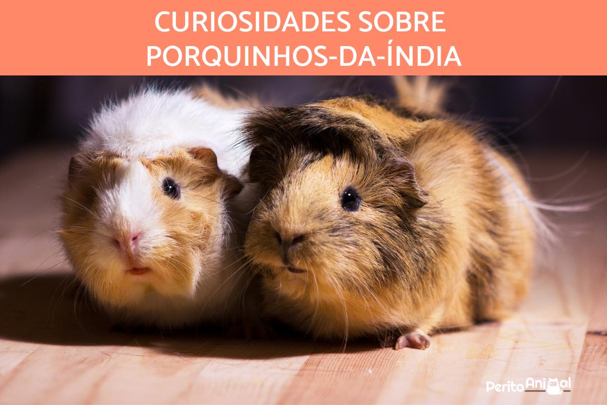 Curiosidades sobre porquinhos-da-índia