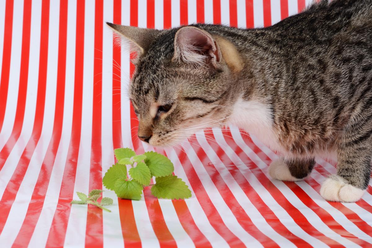 Erva de gato: efeitos e propriedades do catnip