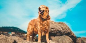 Cores de Golden Retriever