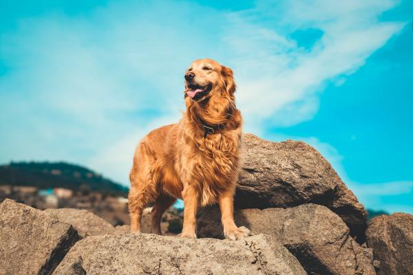 Cores de Golden Retriever